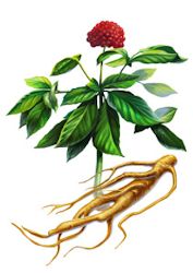 Корень Женьшеня фото Корень Женьшеня фото